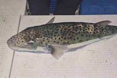 Gemlik Körfezi’nde benekli balon balığı şoku