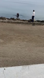 Mudanya sahilinde oltaya takılan martıyı vatandaş kurtardı