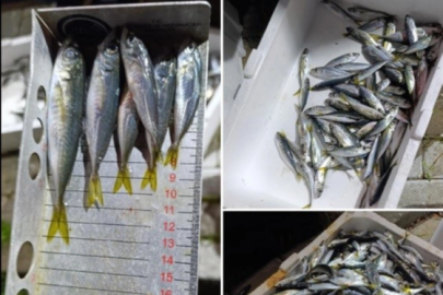 Küçük boyda avlanan balıklara el konuldu