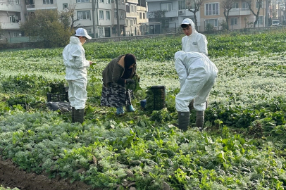 Ata tohumundan üretiliyor, Kent Lokantası’nda kullanılıyor