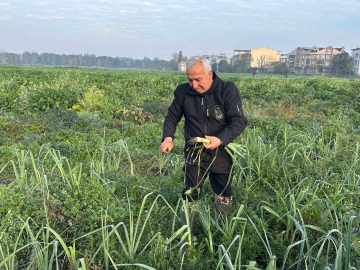 Ata tohumundan ilaç kullanılmadan üretiliyor, Kent Lokantası’ndaki yemeklerde kullanılıyor