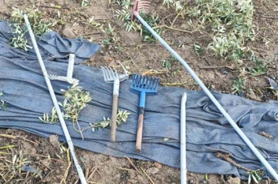 Zeytinleri dalından çaldılar