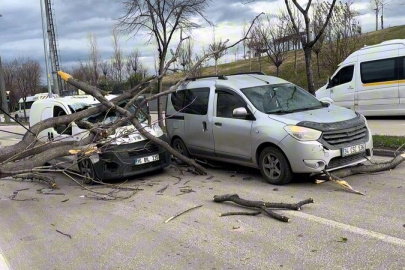 Bursa’da seyir halindeki araçların üzerine ağaç devrildi