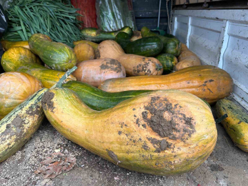 Osmangazi’de 30 kilogramlık Kıbrıs bal kabağı yetiştirildi