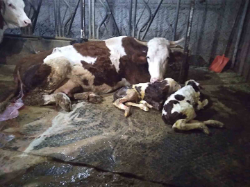 Ölü buzağıyla üzüldüler ikiz doğumla sevindiler