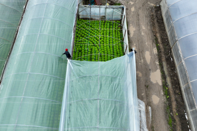 Lodostan zarar gören seralara Büyükşehir desteği