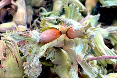 Uludağ’ın fındığı destek bekliyor