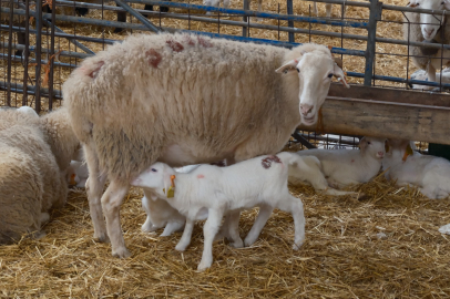 Bursa’da küçükbaşa yönelik önemli bir proje hayata geçiyor