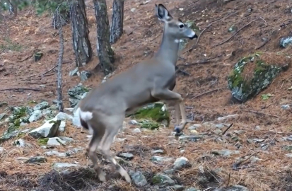 Uludağ’da fotokapana yakalanan karacanın sevimli halleri