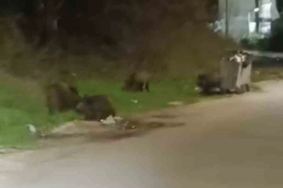 Aç kalan domuz sürüsü şehre indi