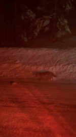 Uludağ yolunda tilki görüntülendi