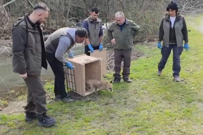 Karacabey Longozları’nda yaban hayatına özgürlük