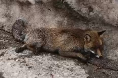 Uludağ’da tilkiye çarpan otomobil sürücüsü yaralı halde bırakıp kaçtı