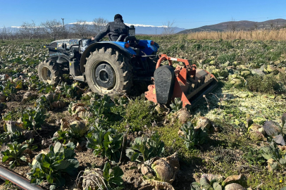 Pazarda 70 lira ama yüzbinlercesi tarlada çürüdü!