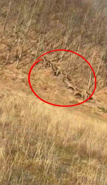 Geyik sürüsü kameraya böyle takıldı