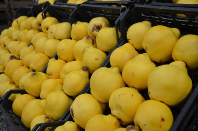 Ayvayı yiyemedik...Kilosu 300 liraya dayandı; lüks oldu