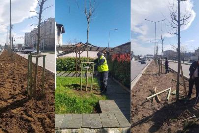 Bursa’nın 700 yıllık mirası 700 çınarla kök salıyor