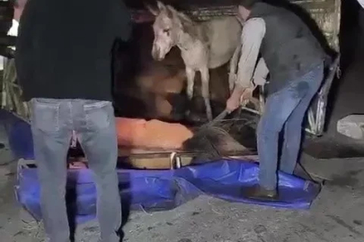 Adana’da kasası eşek dolu kamyonet yola devrildi
