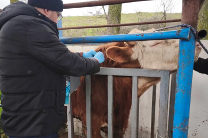 Hayvancılık işletmelerinde sağlık taraması yapıldı
