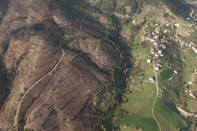 Bursa’da yanan ormanlar yeniden can buluyor