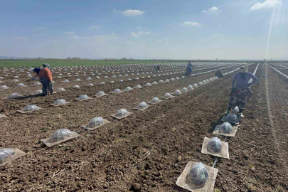 Karacabey Ovası’nda turfanda karpuz ekimi başladı