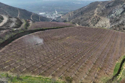 Siyahların ardında açan pembe şeftali çiçekleri