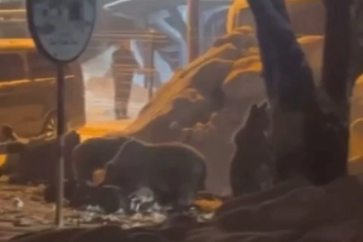 Uludağ’da kış uykusundan uyanan ayı ailesi yemek için Sarıalan’a indi