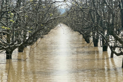 Bursa’da yüzlerce dönüm şeftali ve armut bahçesi su altında