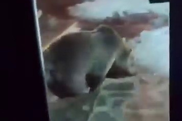 Uludağ’da ayı ailesi kamerada