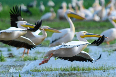 Göç yolundaki pelikan sürüsünün Bursa molası