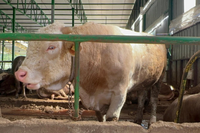 1 Tonluk boğayı 400 bin liraya sattı