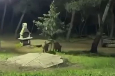 Bursa’da domuzlar piknik alanlarına indi