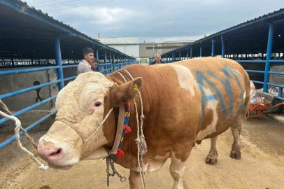 Bursa’da kurbanlık şampiyonu görücüye çıktı: Tam 1,2 ton

