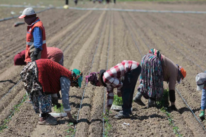 14 salça fabrikasına sahip Karacabey’de domates sezonu başlıyor

