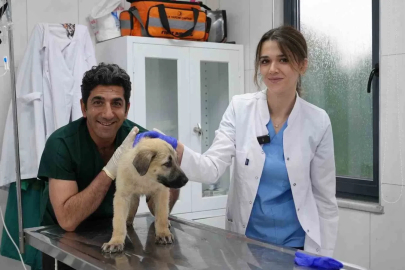 Ödüllü Hayvan Bakım Merkezi can dostlara umut oluyor
